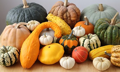 Image showing Squash and pumpkins.