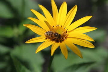 Image showing Yello Flower