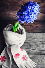 Image showing Hyacinth wrapped in scarf