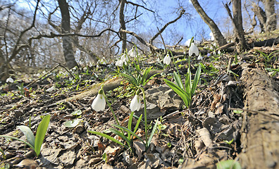 Image showing snowdrop flowers on field