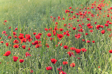 Image showing Poppy flowers 