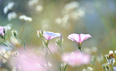 Image showing tobacco pink flowers lighted by rays of sun