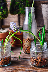 Image showing Spring germinated plants