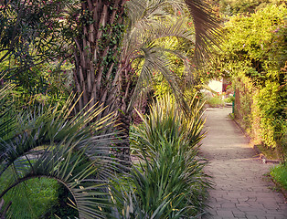 Image showing Alley in the Park with beautiful southern flowering plants.