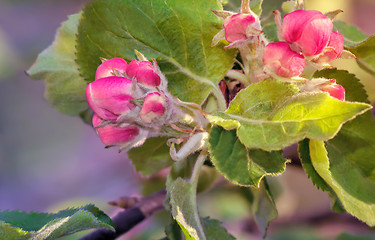 Image showing Flower buds of Apple on a tree branch.