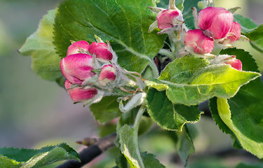 Image showing Flower buds of Apple on a tree branch.