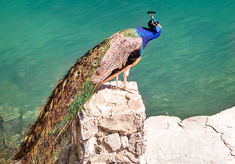 Image showing Peacock on a stone by the lake.