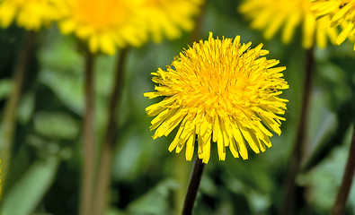 Image showing Blooming dandelions in the grass.