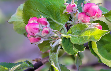 Image showing Flower buds of Apple on a tree branch.