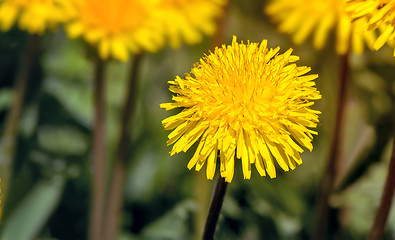 Image showing Blooming dandelions in the grass.