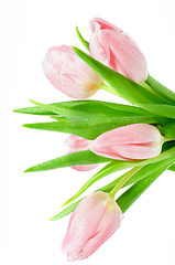 Image showing Pink Spring Tulips