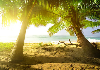 Image showing Palm trees and ocean