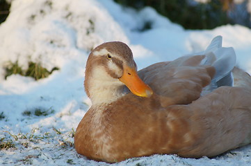 Image showing female saxony duck