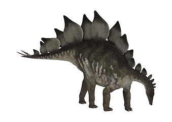 Image showing Dinosaur Stegosaurus