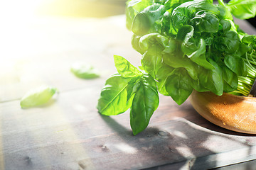 Image showing Fresh organic basil