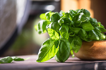 Image showing Fresh organic basil