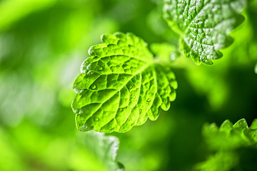 Image showing Green fresh melissa