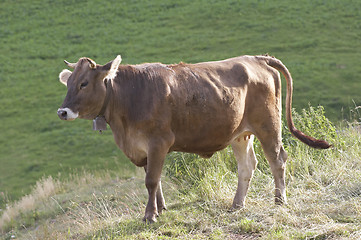 Image showing Cow