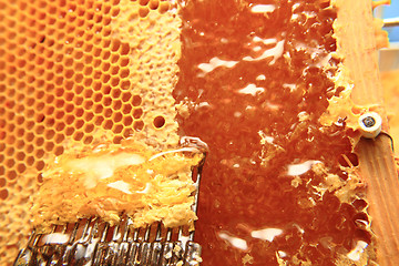 Image showing honey in wax cells background 