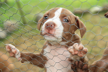 Image showing American Pit Bull Terrier puppy