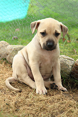 Image showing American Pit Bull Terrier puppy
