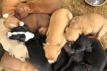 Image showing American Pit Bull Terrier dogs