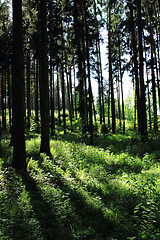 Image showing green dark forest