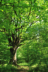 Image showing old oak tree 