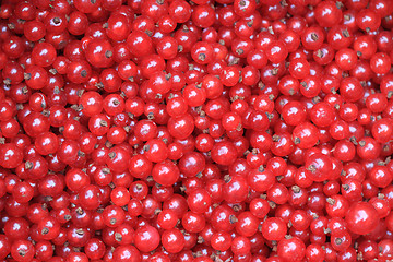 Image showing fresh red currant background