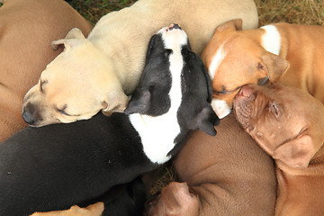 Image showing American Pit Bull Terrier dogs