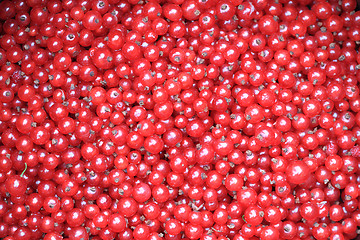 Image showing fresh red currant background
