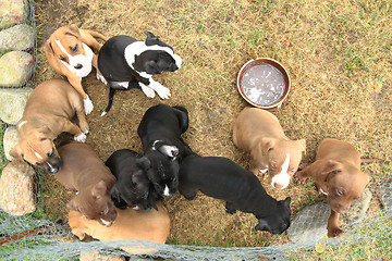 Image showing American Pit Bull Terrier dogs