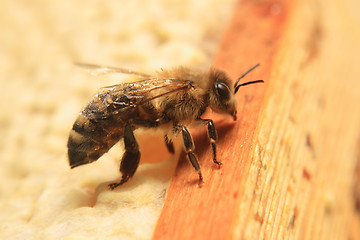 Image showing bee is resting