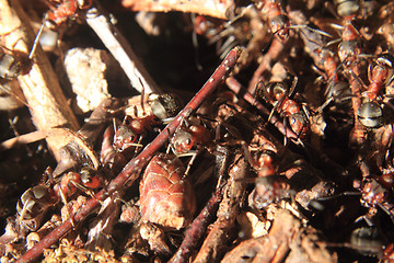 Image showing detail of forest anthill