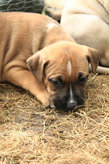 Image showing American Pit Bull Terrier puppy