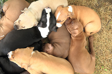 Image showing American Pit Bull Terrier dogs