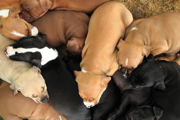 Image showing American Pit Bull Terrier dogs