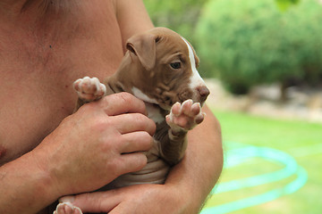 Image showing American Pit Bull Terrier puppy