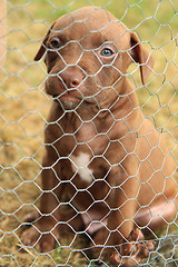 Image showing American Pit Bull Terrier puppy