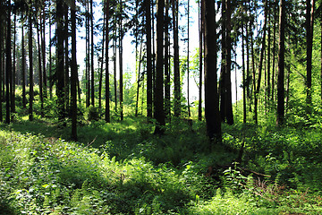 Image showing green dark forest