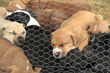 Image showing American Pit Bull Terrier dogs