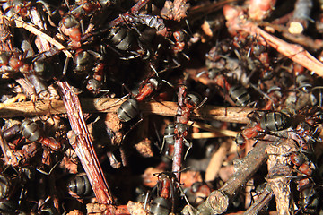 Image showing detail of forest anthill