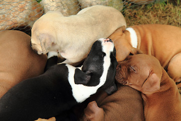 Image showing American Pit Bull Terrier dogs