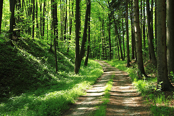 Image showing green dark forest