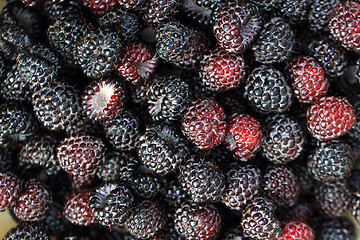 Image showing fresh blackberries background