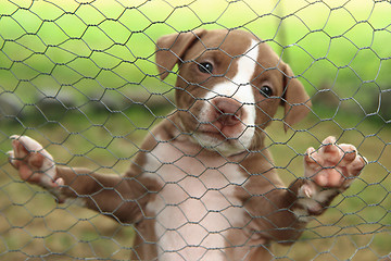 Image showing American Pit Bull Terrier puppy