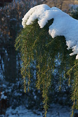 Image showing A snowy cedar branch