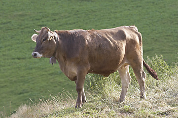 Image showing Cow