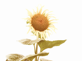 Image showing Retro looking Sunflower flower