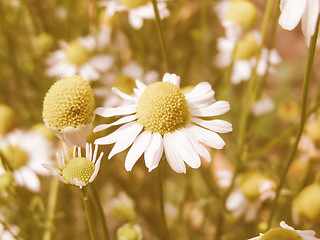 Image showing Retro looking Chamomile picture